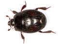 Margarinotus purpurascens